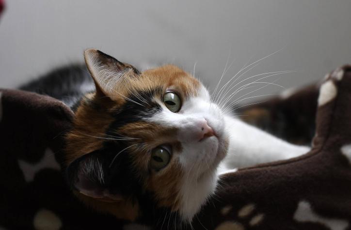 Hombre estranguló a su gato e intentó matar a su perro en Iquique