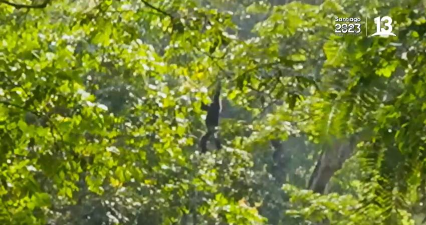 Los "Socios" vivieron un encuentro lejano con chimpancés en el Parque Nacional Queen Elizabeth