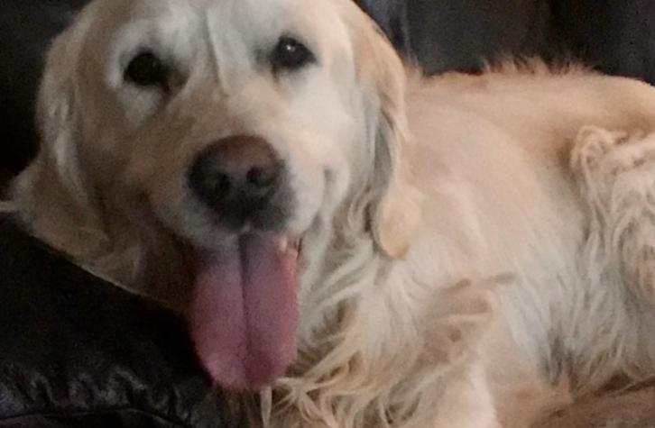 Perrito caminó 65 kilómetros durante 26 días para volver a su antiguo hogar