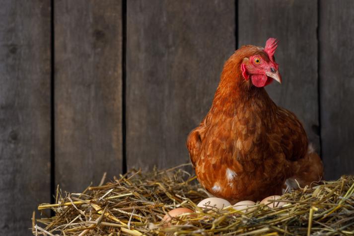 Tierna confusión: niña llegó con una gallina a clases por tarea que no entendió bien