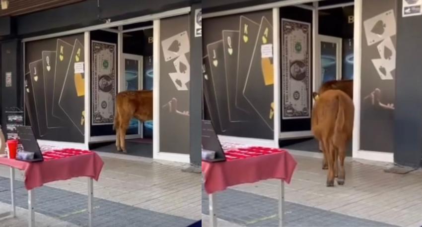 Vacas ludópatas en Chile: se fueron a jugar a un “casino" debiendo intervenir Carabineros