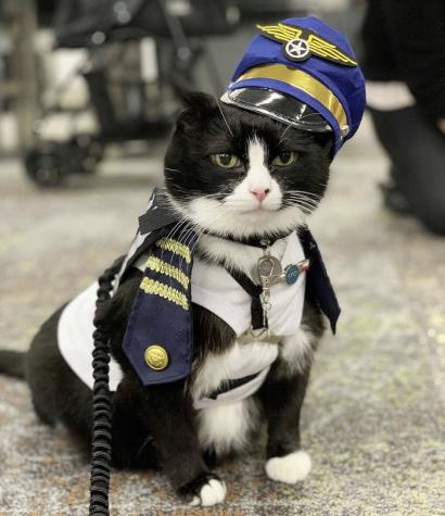 Él es Duke, el gato contratado por el Aeropuerto de San Francisco para ser terapeuta de pasajeros
