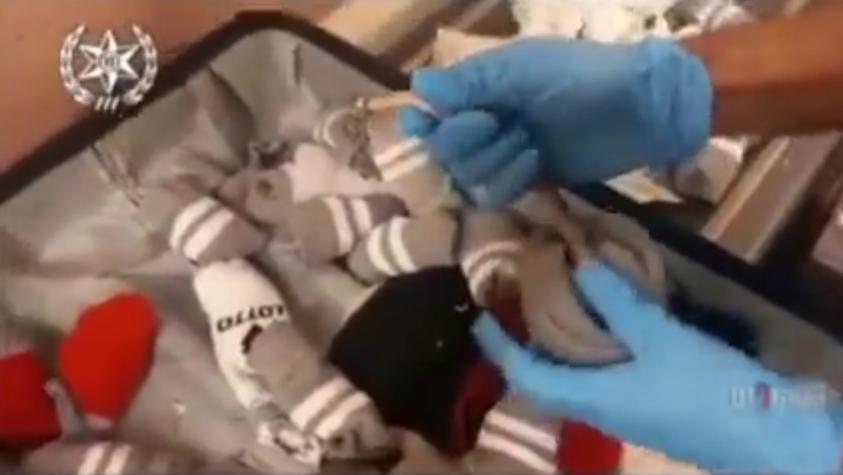 Encuentran una anaconda y otros reptiles en la maleta de una pasajera en el aeropuerto de Tel Aviv