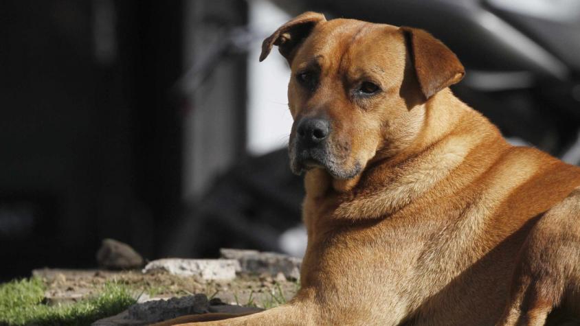 Esta es la historia del perrito que recibió terapia para el cáncer en el Hospital de Valdivia