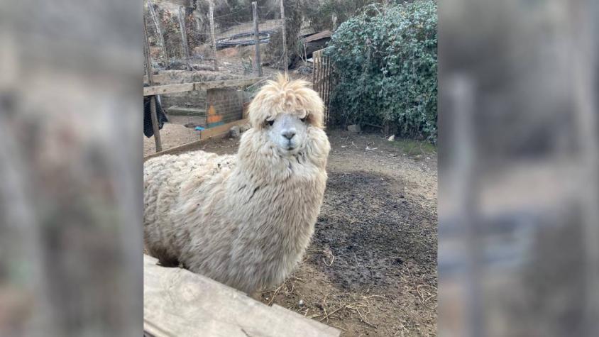 Final feliz para la historia de Tilin: Alpaca fue encontrada por su familia