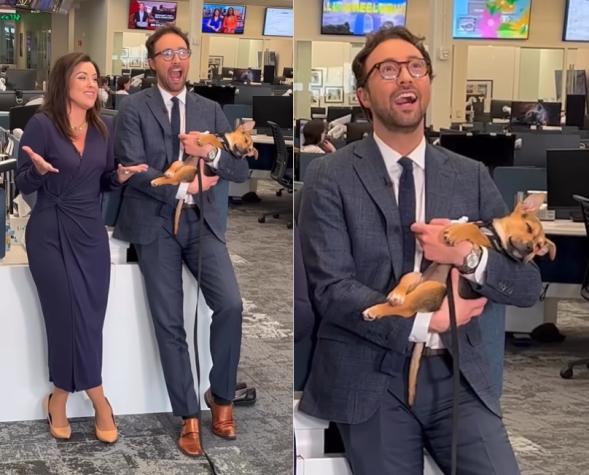 Cachorro no aguantó el sueño y se durmió en los brazos de presentador en plena transmisión