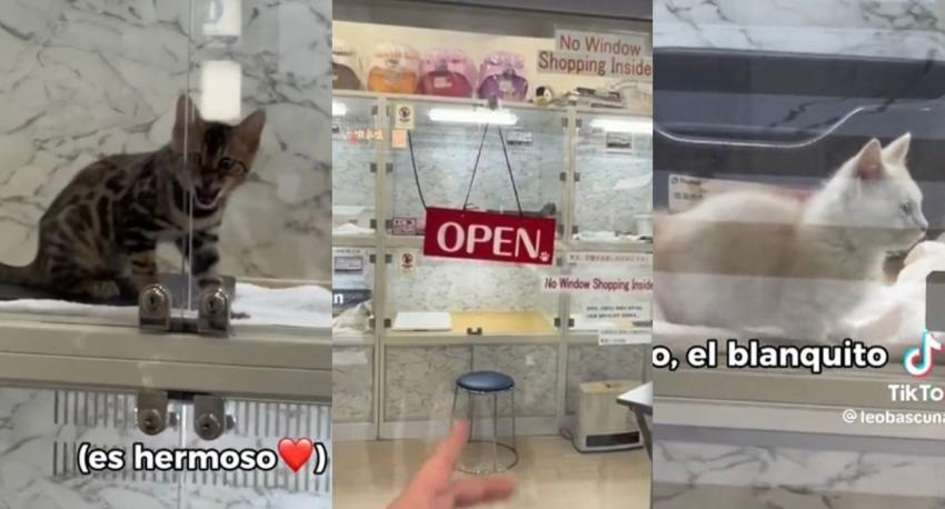 Chileno quedó impactado por los precios de los gatos en Japón