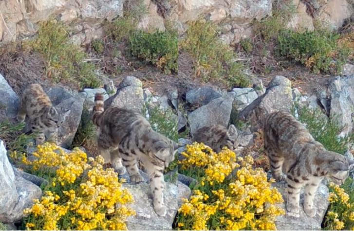 ¡Hermosos! Fotógrafo captó a gato andino con su cría en la Cordillera de Los Andes