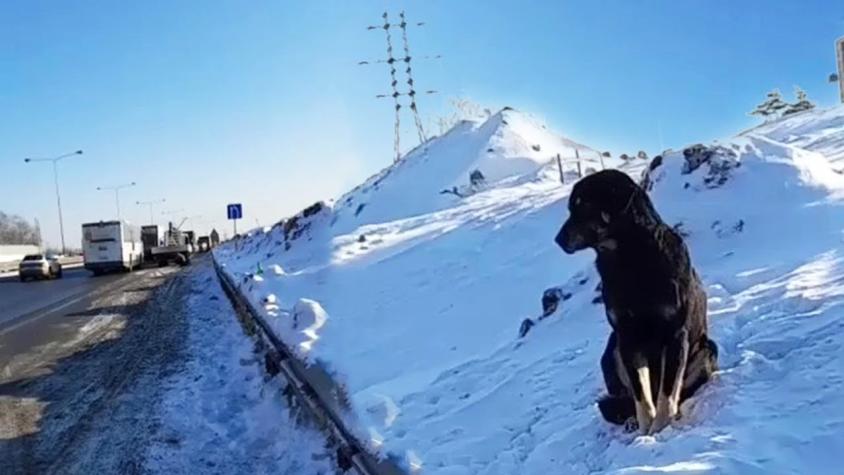 Se acurrucó en la nieve: Perrito esperó en el frío extremo a su dueño que lo abandonó