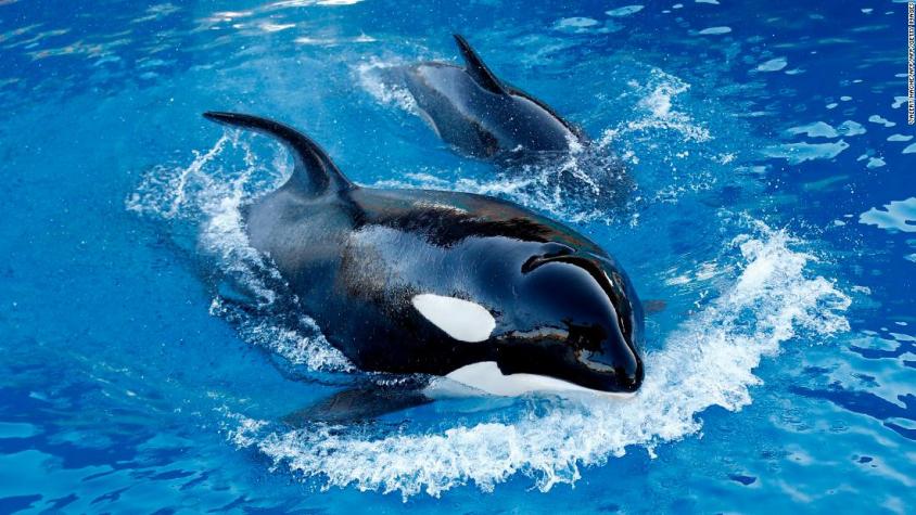 No lo haga más: Por esta razón no debes llamar "ballenas asesinas" a las orcas