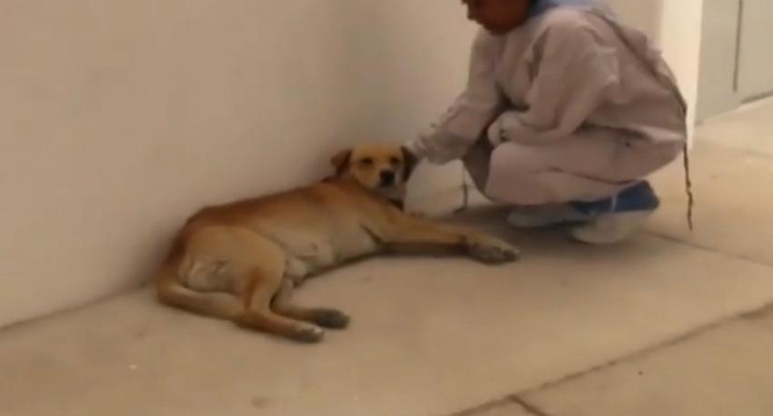 Desgarradora historia: perrito espera a su dueño hace ocho meses en el hospital