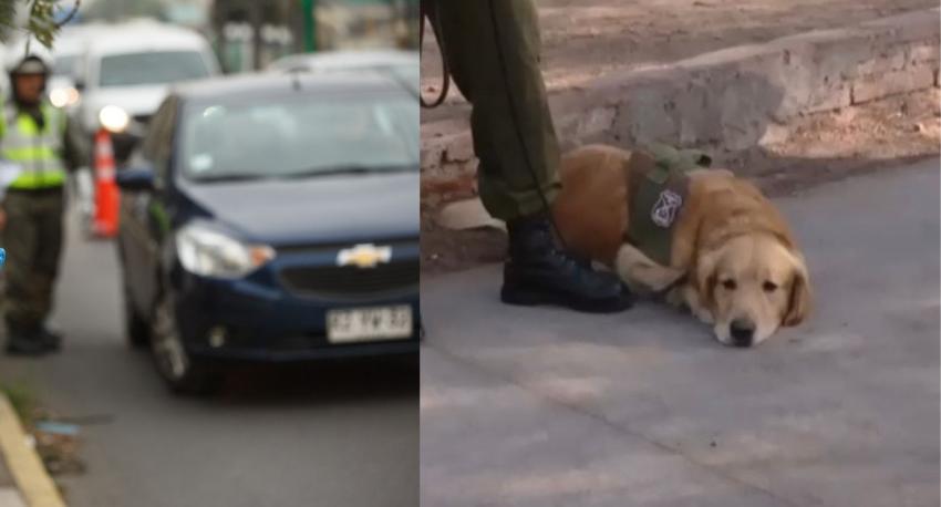 Perrito policía acusó a conductor que portaba marihuana en plena fiscalización