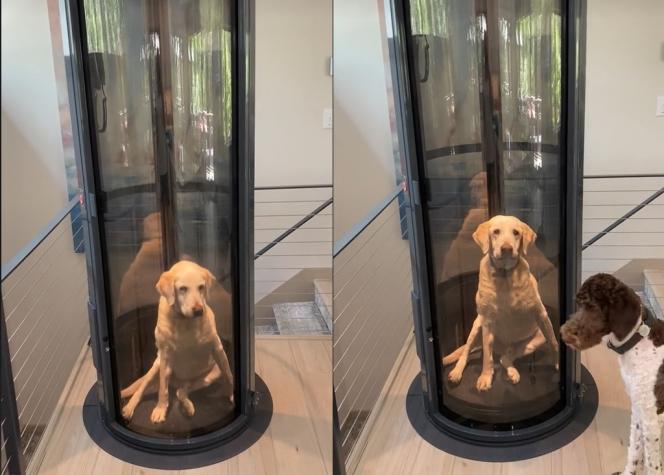 Para el rey de la casa: Familia construyó ascensor a su perrito de avanzada edad