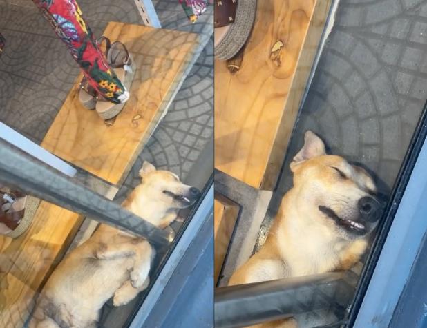 ¡Estaba muy cansado! Tienda se llenó de halagos por dejar dormir a perrito en su vitrina