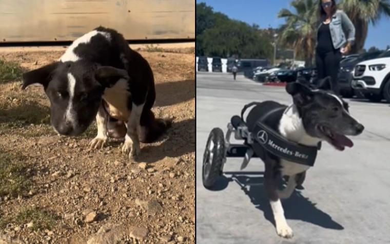 Reconocida marca de autos regaló silla de ruedas a una perrita que fue abandonada 