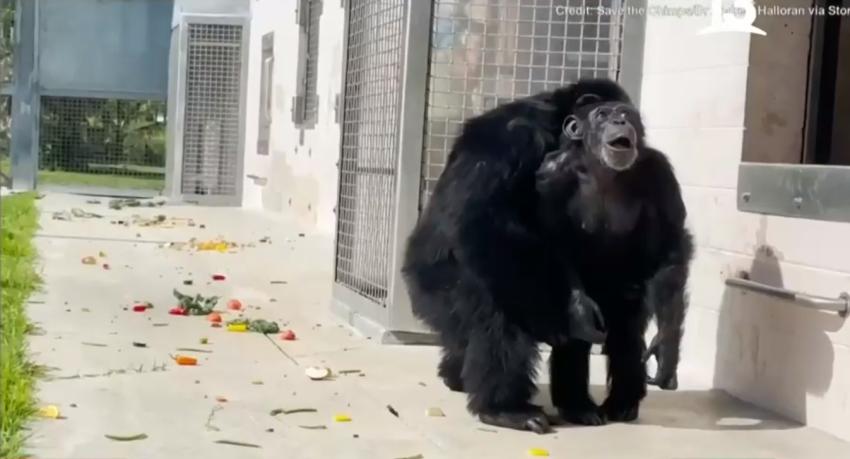Chimpancé se emocionó al ver por primera vez el cielo 