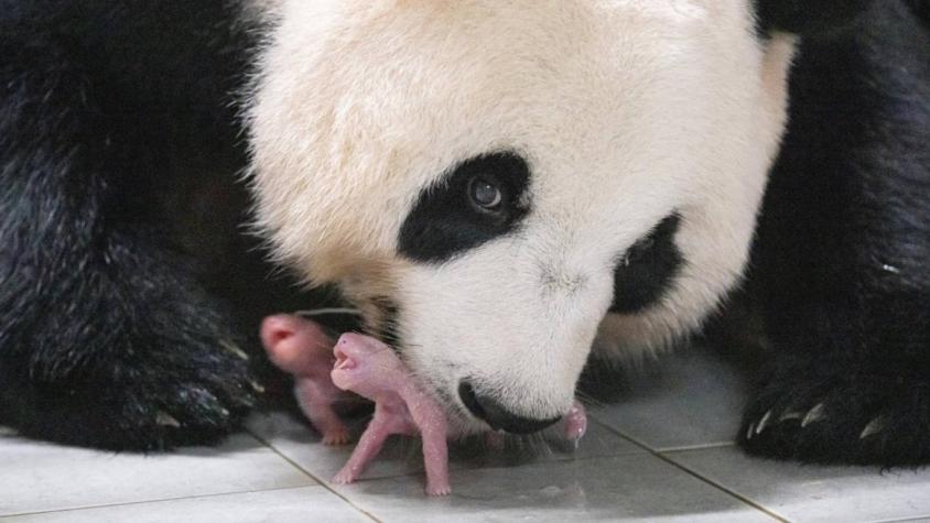 "¡Bienvenidas al mundo!": Corea del Sur festeja el nacimiento de pandas gemelas