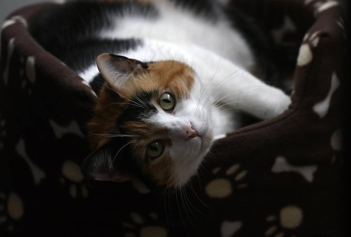 Confirman primer humano infectado con hongo que portan los gatos: ¿Qué enfermedad causa?