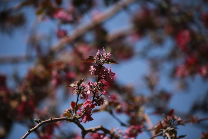 Sandías y árboles en flor en agosto: ¿Se adelantó la primavera?