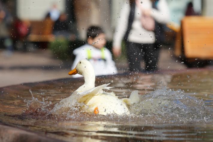 ¡26 grados el domingo! Conoce cómo estará el tiempo en la zona central el fin de semana largo