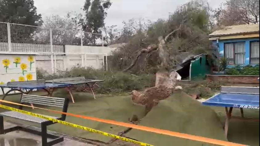 Gigantesco árbol de 10 metros cayó sobre escuela de Quinta Normal 