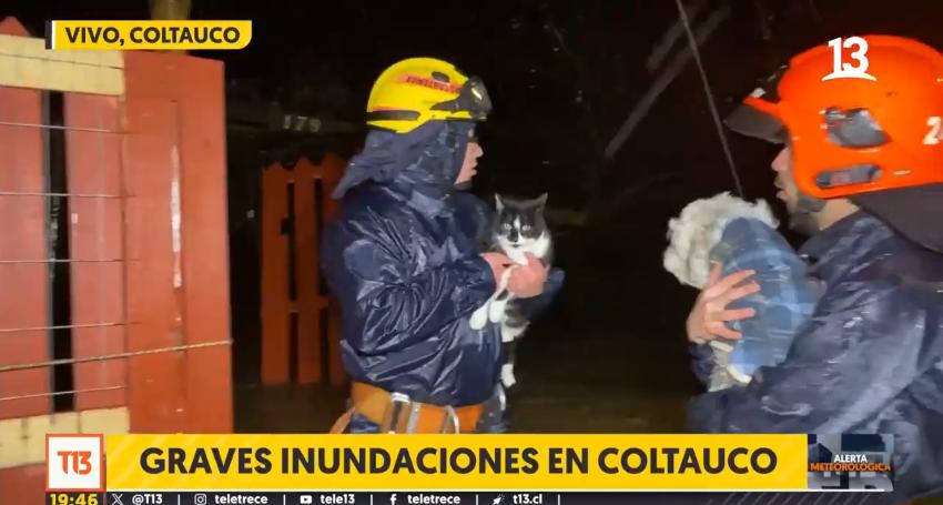 Bomberos salvó a perrito y gatito atrapados en inundaciones de Coltauco