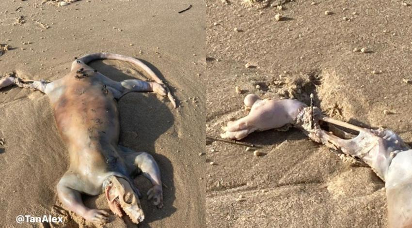 Hallan extraña criatura varada en la playa: Creen que es un "alienígena"