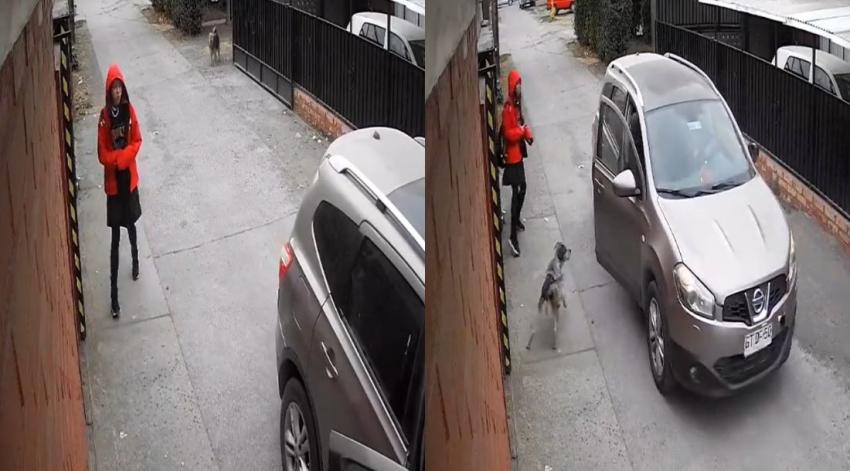 Perro frustró con ladridos asalto en Angol: Sujetos fueron detenidos e irán a la cárcel