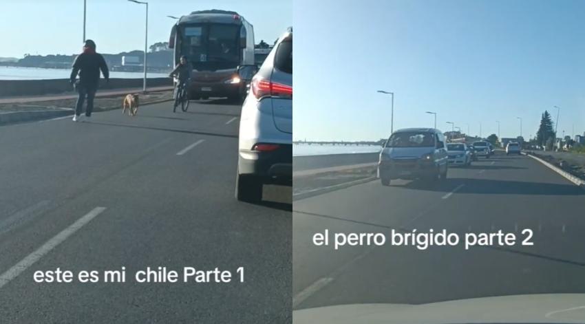 Perro causó kilométrico taco en Concepción: No quería caminar por la vereda