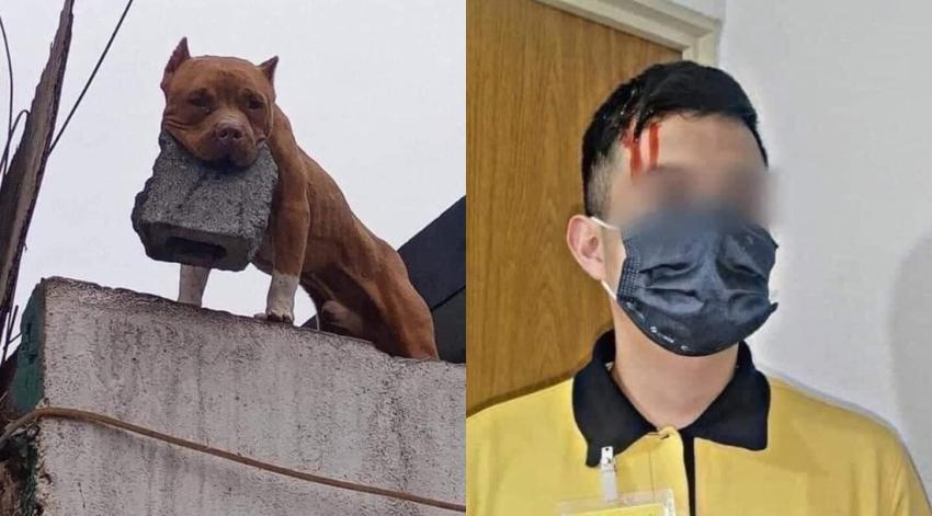 Perro pitbull le arrojó un trozo de cemento a un cobrador y le partió la cabeza