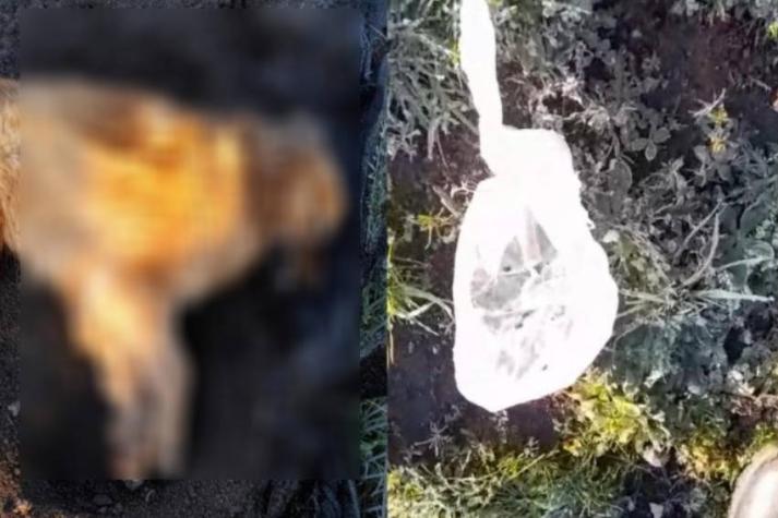 Investigan envenenamiento masivo de perros en Los Ángeles