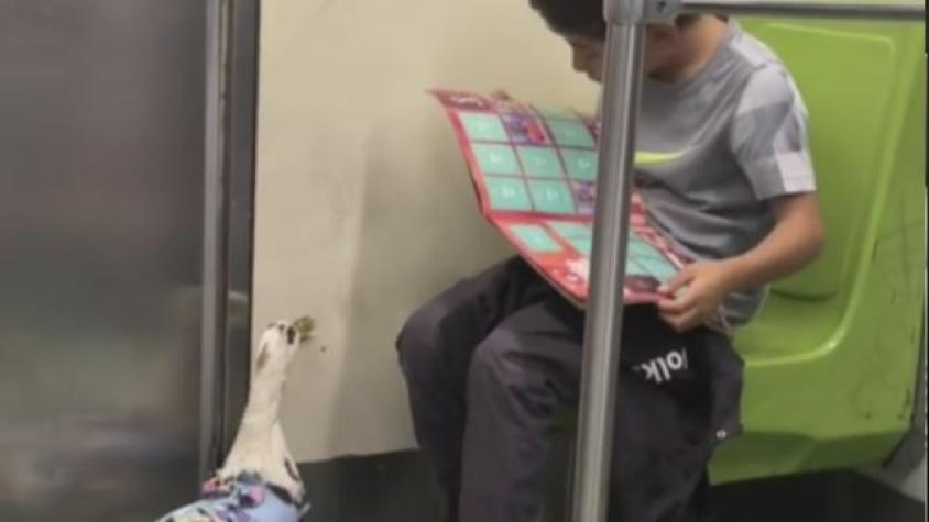 Niño enternece las redes al viajar en metro junto a su pato 