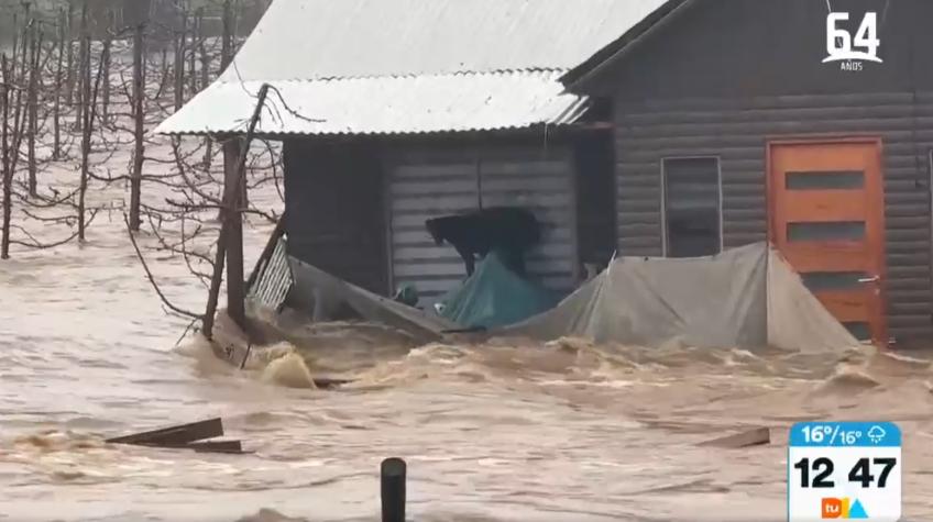En Curicó: Perrito atrapado en casa inundada logró salvarse
