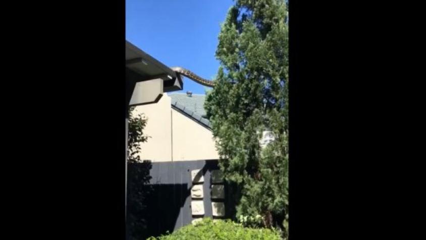 Impactante registro: Vecinos captan a pitón gigante trepando por el techo 