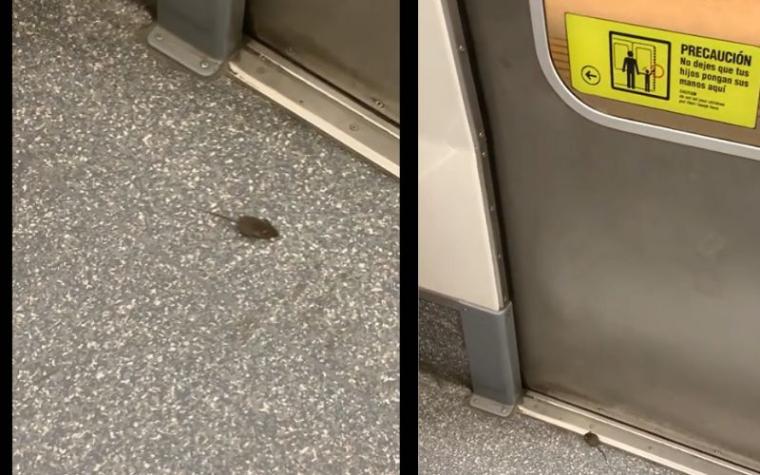 "Nada que envidiar a Nueva York": Ratoncito sorprende al pasear por vagón del Metro