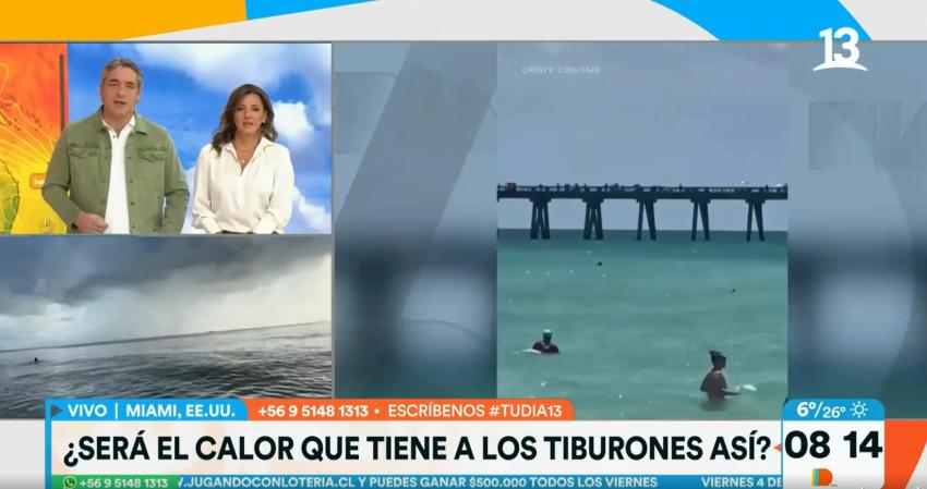 Tiburones sorprenden nadando cerca de la gente: ¿Será por el calor?