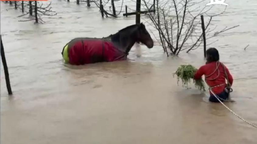  ¡Angustiante! Vecina arriesgó su vida para rescatar a un caballo atrapado en el agua