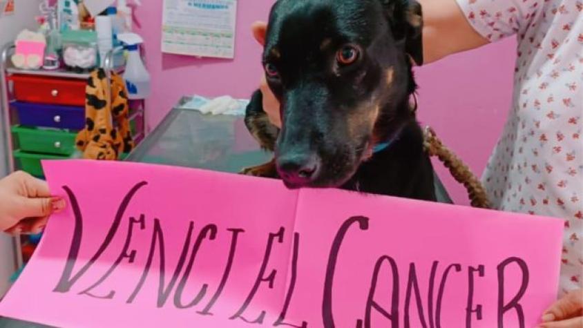 Dueños iban a sacrificar a perrita con cáncer, fue rescatada y logró vencerlo 