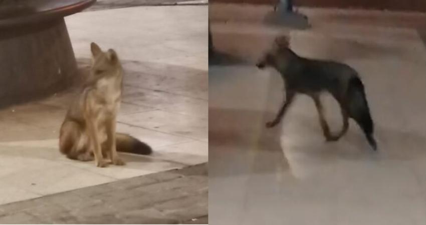 Aún no es encontrado: Zorrito es visto en las cercanías del Metro Plaza Egaña