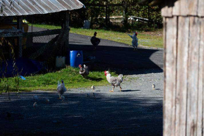 Científicos utilizan inteligencia artificial para entender a las gallinas