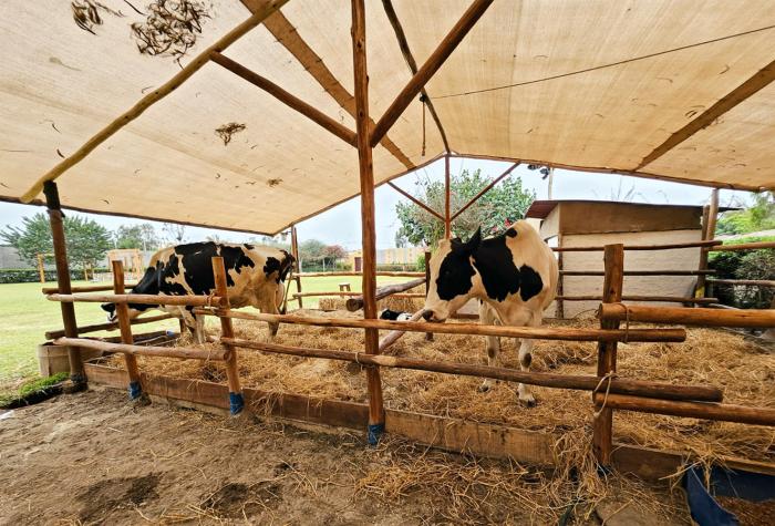 Desde alimentar chanchos a ordeñar vacas: Los animales serán clave en "Tierra Brava"