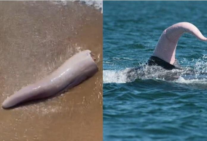 Encuentran genital de ballena en costas australianas: ¡Mide lo mismo que una pierna humana!