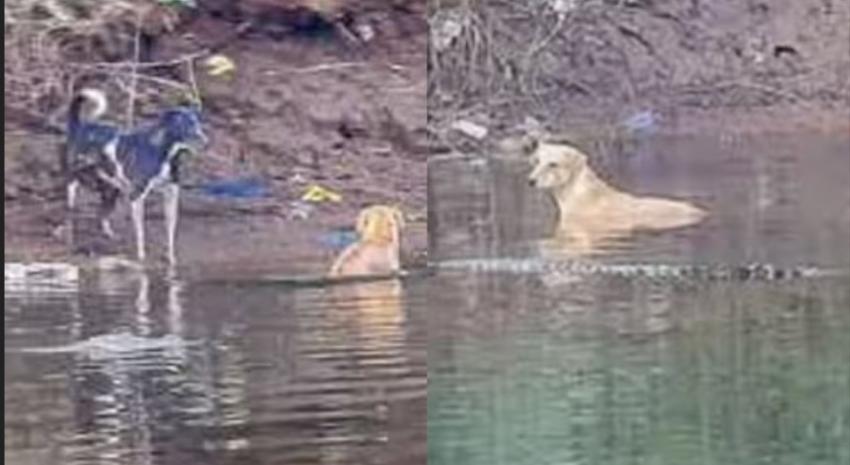 Científicos sorprendidos: Cocodrilos salvan a perro que era perseguido por una jauría