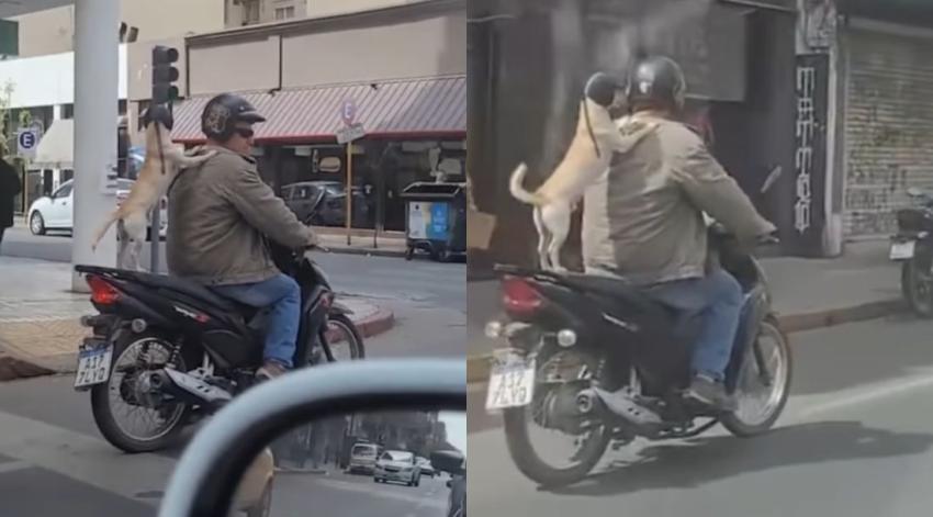 Perro en moto se roba las miradas de todos en la calle: ¡Tiene hasta su propio casco!