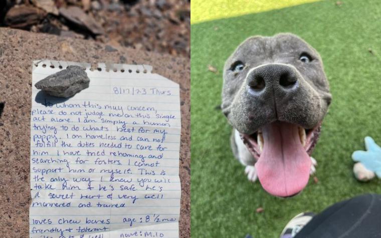 "No puedo mantenerlo a él ni a mí": Dueño dejó a perrito fuera de un refugio de animales y explicó motivos en conmovedora carta