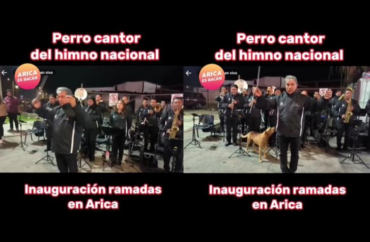 Perrito "entonó" himno de Chile en inauguración de fondas en Arica 