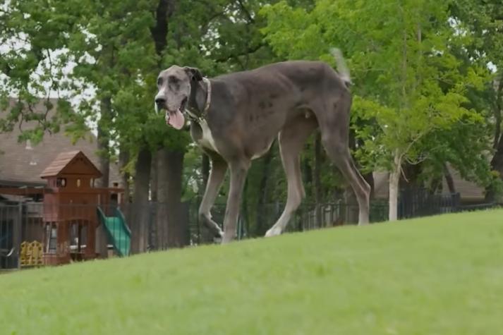 Zeus, el perro más alto del mundo, muere a los tres años por cáncer