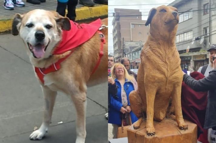 El emotivo homenaje a Don Luis Apolo, el fallecido perrito callejero de Osorno