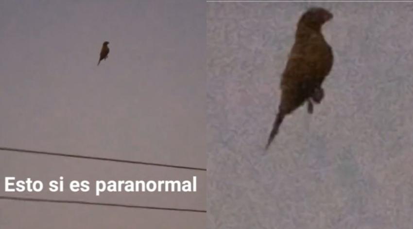 Pájaro "suspendido" en el aire causa el impacto de todos en redes sociales: ¡No mueve sus alas!