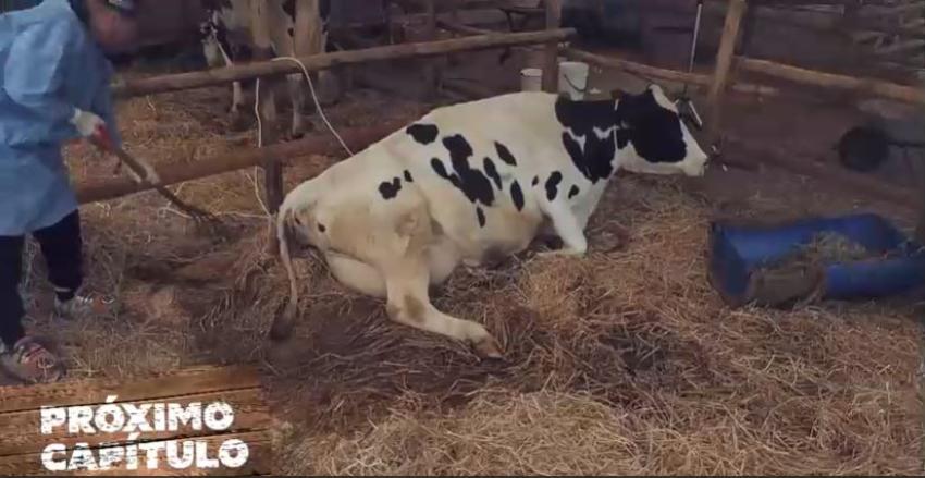 "Mami Chula", la vaca de Tierra Brava: ¡hoy nace su ternero!